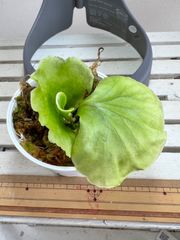 ビカクシダ胞子培養苗　リドレイ 1苗！