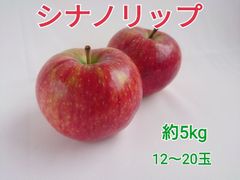 『シナノリップ』5㎏サイズ箱（12～20玉）長野県専売真夏のシャキシャキリンゴ
