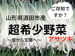【皆様、大変珍しいお野菜のご紹介です〜！！】山形県酒田市産　アサツキ500g！【畑直送】
