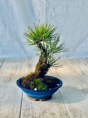 錦松　小品盆栽　にしきまつ
