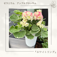 ゼラニウム:ホワイトリング （4号）アップルブロッサム　八重咲きゼラニウム　小松園芸 鉢花 人気