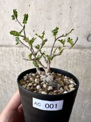 塊根植物 新芽あり パキプス 2025年最新】塊根 パキプスの人気アイテム - メルカリ