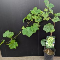 シャインマスカット苗 メルカリ運営接木として確認済 ️⭕️ 確認用 シャインマスカット苗 メルカリ運営接木として確認済 ️⭕️ 確認用