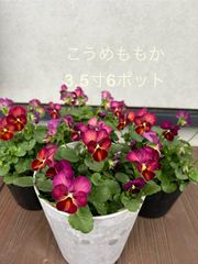 ビオラ　こうめももか　3.5寸　6ポット