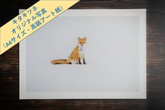 【キタキツネ】オリジナル写真プリント（高級アート紙・A4サイズ）【野生動物】