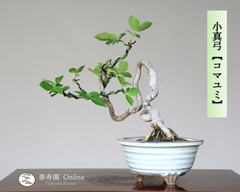 コマユミ『小真弓』 小品盆栽【泰寿園Online】現品 一点物 雑木 真柏 松柏 松 初心者 室内 鑑賞 趣味 卓上盆栽 盆栽鉢 グリーン 和 ギフト プレゼント ミニ盆栽 誕生日 母の日 父の日 敬老の日 記念日 お祝い 優良葉性 インテリア 4