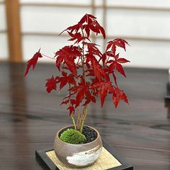モミジ 松風 ｜ヤマモミジ系 H1m前後 もみじ 紅葉 カエデ 鉢植え 苗木