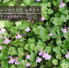 シンバラリア ムラリス 小花 ワイルドアイビー 雑草防止 グランドカバーや、ハンギングに 花の色はライラック ピンク