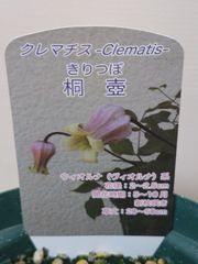 ♡クレマチス♡桐壺♡希少♡4号鉢♡関口花園