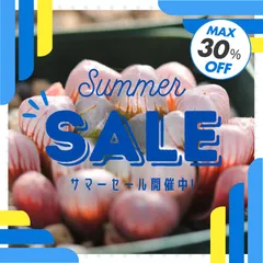 数量限定　サマーセール　ハオルチア　紫オブツーサ　スターサファイア　小苗
