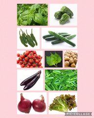 農薬不使用 野菜詰め合わせ 2.5kg 〜 3kg  日替わり 彩り野菜