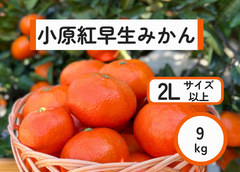 小原紅早生みかん　2L以上　9キロ