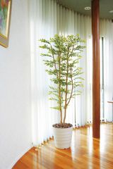 エバーフレッシュ 特大サイズ 超極太幹 美形 観葉植物 カッシーナ