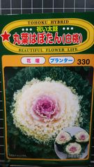 丸葉 はぼたん 白桃 祝い太鼓 葉牡丹 種 郵便 ３袋セット