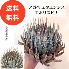【観葉植物】アガベ 【送料無料】 ユタエンシス エボリスピナ 人気 おしゃれ ドライガーデン デザートガーデン ロックガーデン 多年草