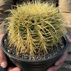 【鉢ごと発送】【送料込】 サボテンの王様！金色サボテン / 金鯱（キンシャチ） 7寸 平鉢21号 / 【現品】25-7-5-08