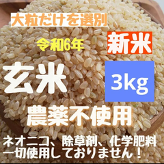【大粒だけを選別】農薬不使用  ヒノヒカリ  玄米  3kg