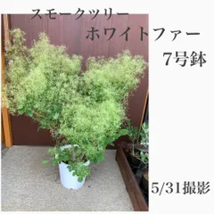 スモークツリー♡ホワイトファー　鉢上約110センチ スモークツリー 『ホワイトファー』 【25】2022 | すべての商品
