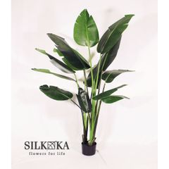 【※滋賀県お引き取り限定価格】【人工観葉植物】Silk-ka「ストレリチア」182cm