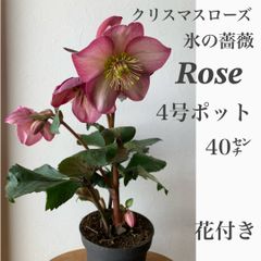 童仙房　クリスマスローズ　氷の薔薇　Ice N'roses Rose    ① ★数限定！　★40㌢程　　★第4種発送！(梱包は丁寧に致します)