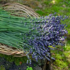 ラベンダー生花・切り花　おかむらさき　500g+100g(約320本)　(らくらくメルカリ便・常温配送)
