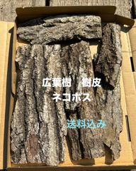 天然樹皮　木の皮