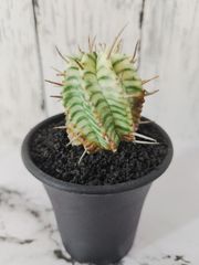 【 希少品種 斑入り 鉢ごと発送 】ユーフォルビア メロフォルミス錦 Euphorbia meloformis