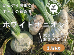 オトナの新たまホワイトオニオン（1.5kg）【農薬不使用】静岡県産