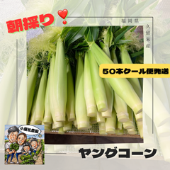 朝採り❣️ヤングコーン🌽50本クール便発送🛻💨