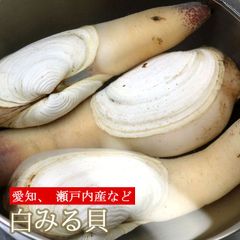 白ミル貝 活き 約3kg（9個～12個） しろみるがい シロミルガイ 貝 白みる貝 生きてる 冷蔵便