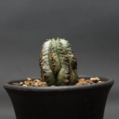 "Euphorbia horrida alba" ユーフォルビア ホリダ アルバ 管理2098