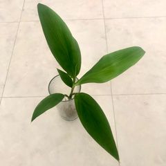 《発根済み》ティーリーフ トップカット苗