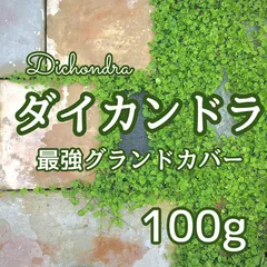 2024年最新】ダイカンドラの人気アイテム - メルカリ