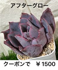 アフターグロー ②多肉植物 多肉 エケベリア 紫💜