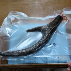 鹿茸　袋角 302g 鹿茸（ロクジョウ）その一 | 生薬のはなし ｜ どうき・息切れ