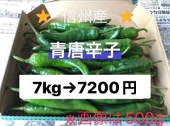 注文受け収穫する!新鮮!激辛青唐辛子ホットパラソルex10キロです