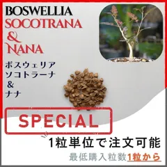 種子 100粒 ボスウェリア リバエ Boswellia rivae の種子 2025年最新】ボスウェリアの人気アイテム - メルカリ