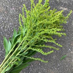 『ご予約商品』生花/切花　セイタカアワダチソウ(背高泡立草)リーフ/薬草湯/入浴剤/野草/薬草　切り花/アレンジ/花束/鑑賞用/ドライフラワー/ブーケ/アレンジメント/ブーケピース/インテリア/ディスプレイ/季節の花/おしゃれ/飾り/自然/スワッグ/花