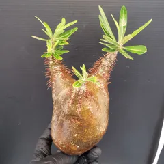 グラキリス ベアルート 現地球 ファイナルラストサマーセール品_15 グラキリス販売 フラワー・ガーデニング グラキリス ベアルート