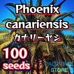 【種】100粒　Phoenix canariensis 　カナリーヤシ