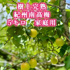 南高梅 完熟 かのん 3-4L5キロ かのん様専用