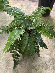 シダ　6号　ポリスティカム  観葉植物　吊り下げ　緑　インテリア グリーン