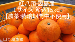 紅八朔　因島産　箱込15kg　Lサイズ【農薬：栽培期間中不使用】 防腐剤無　農家直送　訳あり