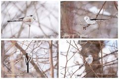 ポストカード シマエナガ 4枚セット 雪の妖精 野鳥