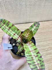 ネオレゲリア アンラベルド Neoregelia 'Unraveled' キンクマ農園☆N0010