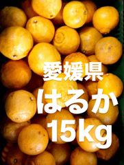 愛媛県産　はるか　柑橘　15kg
