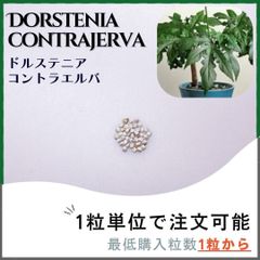 【種子】ドルステニア コントラエルバ / セット割あり 数量1粒から購入OK