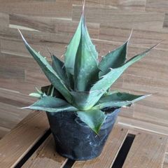 【契約農家直送商品】 アガベ パラサナ 4号ポット苗 【1株販売】 多肉植物 鉢植え 地植え お洒落 可愛い カッコイイ インテリア 室内 苗 ロックガーデン