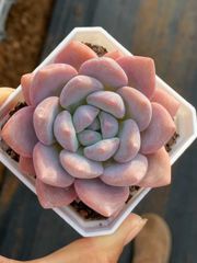 k*o様 D780　花火　105苗セット　多肉植物　土根付き　エケベリア　サボテ k*o様 D780 花火 105苗セット 多肉植物 土根付き エケベリア サボテ