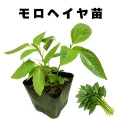 モロヘイヤ 苗 夏野菜 販売 家庭菜園 病気に強い 農場直送 10.5cmポット (1個)